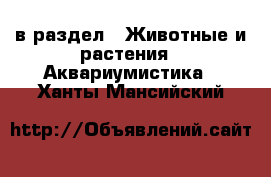  в раздел : Животные и растения » Аквариумистика . Ханты-Мансийский